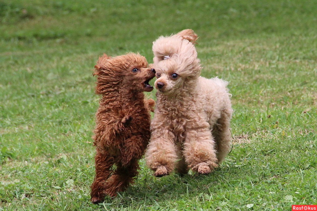 Диалог на бегу