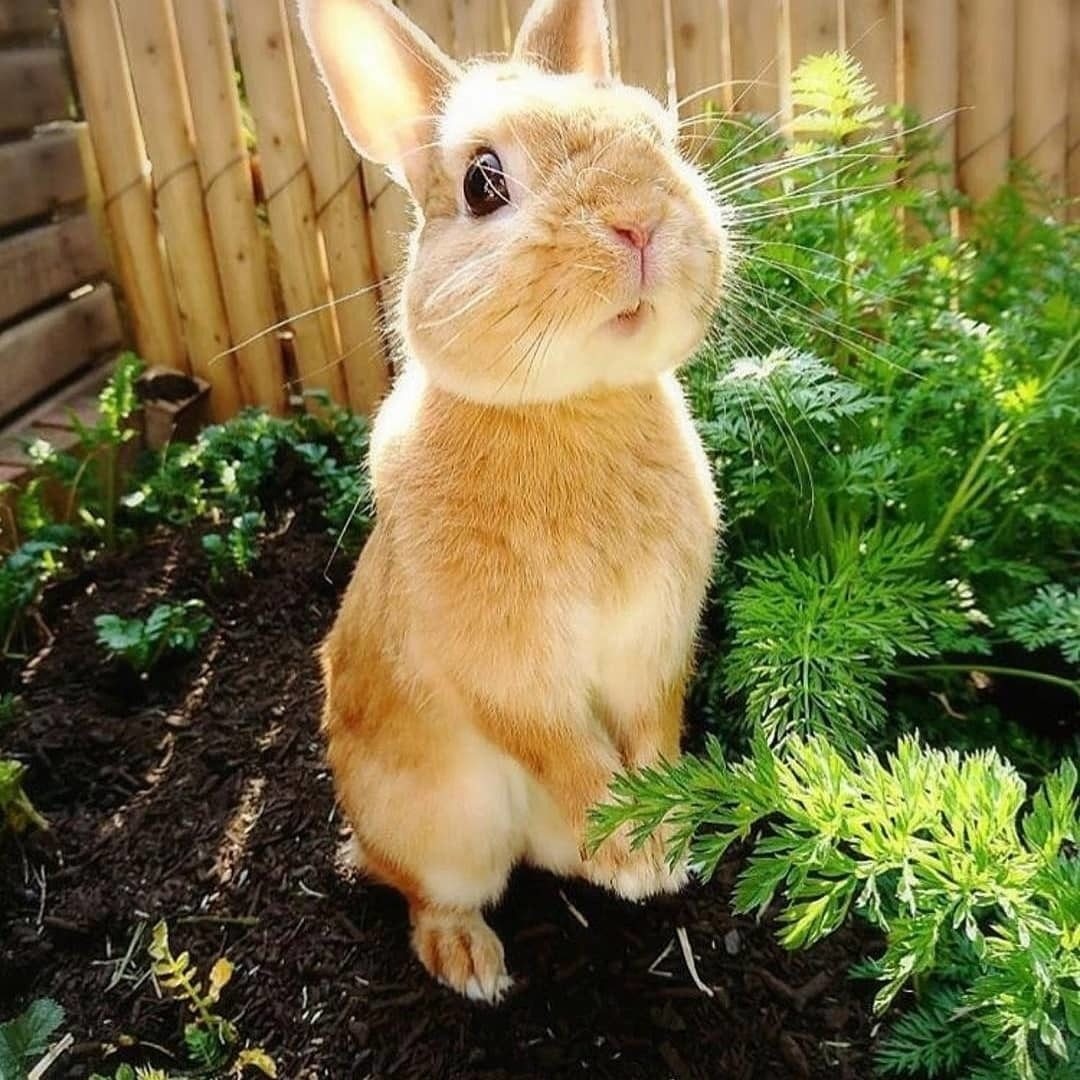 Солнечный кролик пушистый