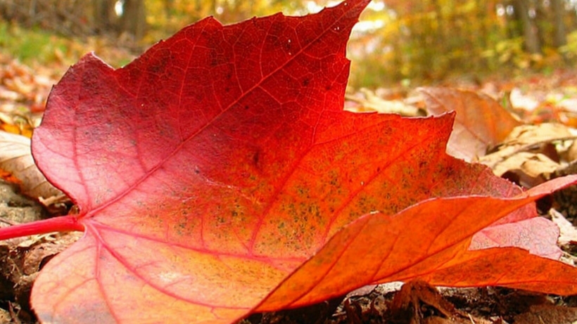 Еще не осень