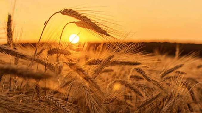 Ещё шумит зелёная листва