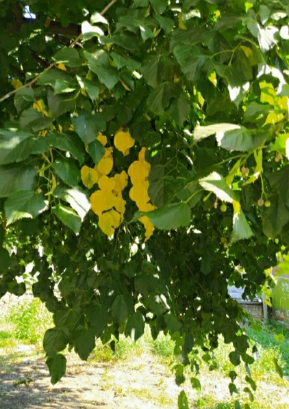 Осень пишет жёлтые записки...