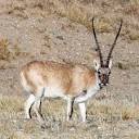 Чиру. Алфавит детский. Буква Ч. Парнокопытные