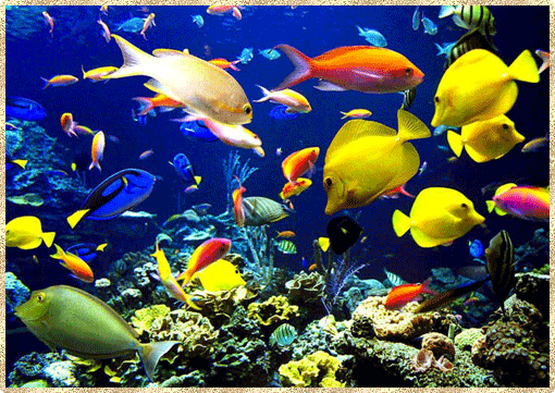 Морские твари обедают