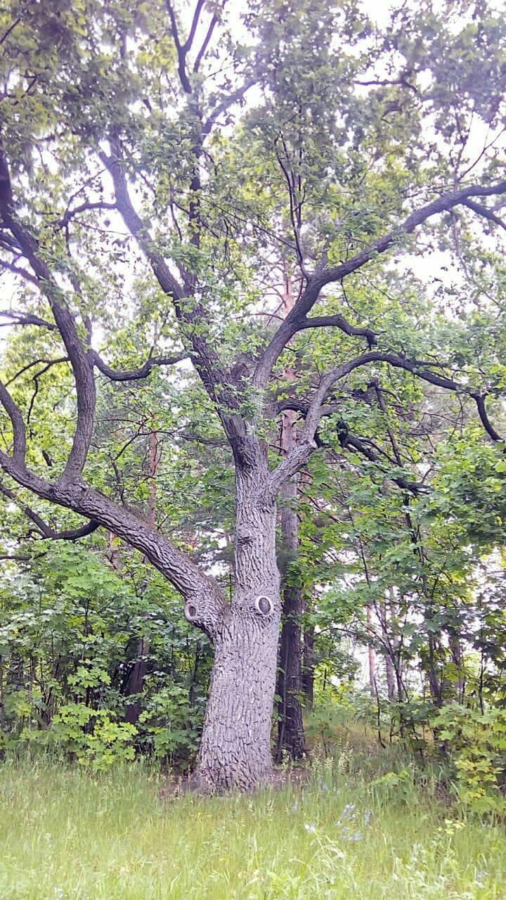 Сказка быль