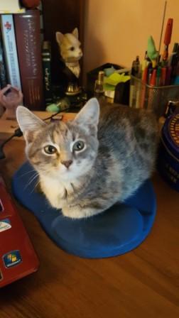 В доме хвостик появился...