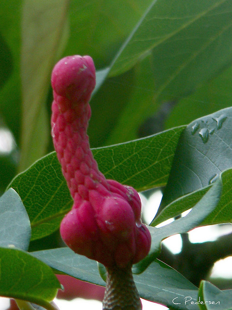 Тяжелая доля поэта