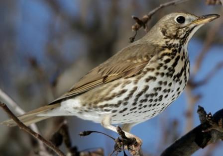 Радушный хозяин