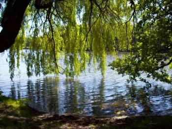 Утро улыбнулось