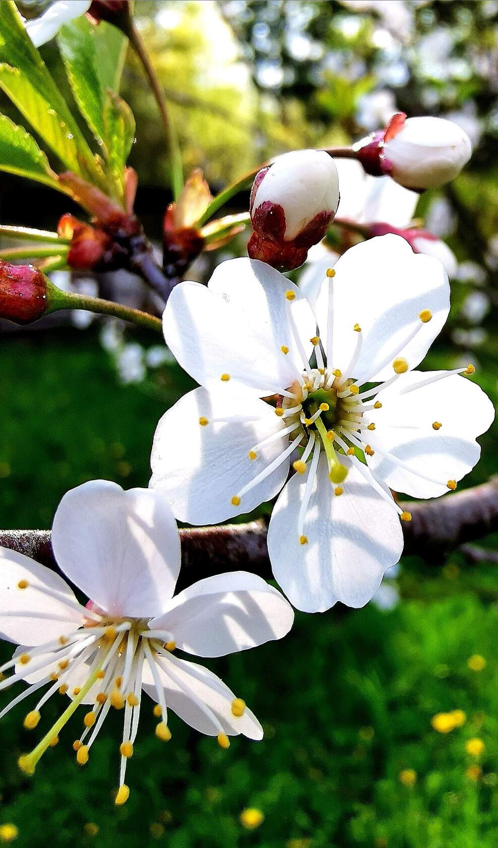 С братьями по духу