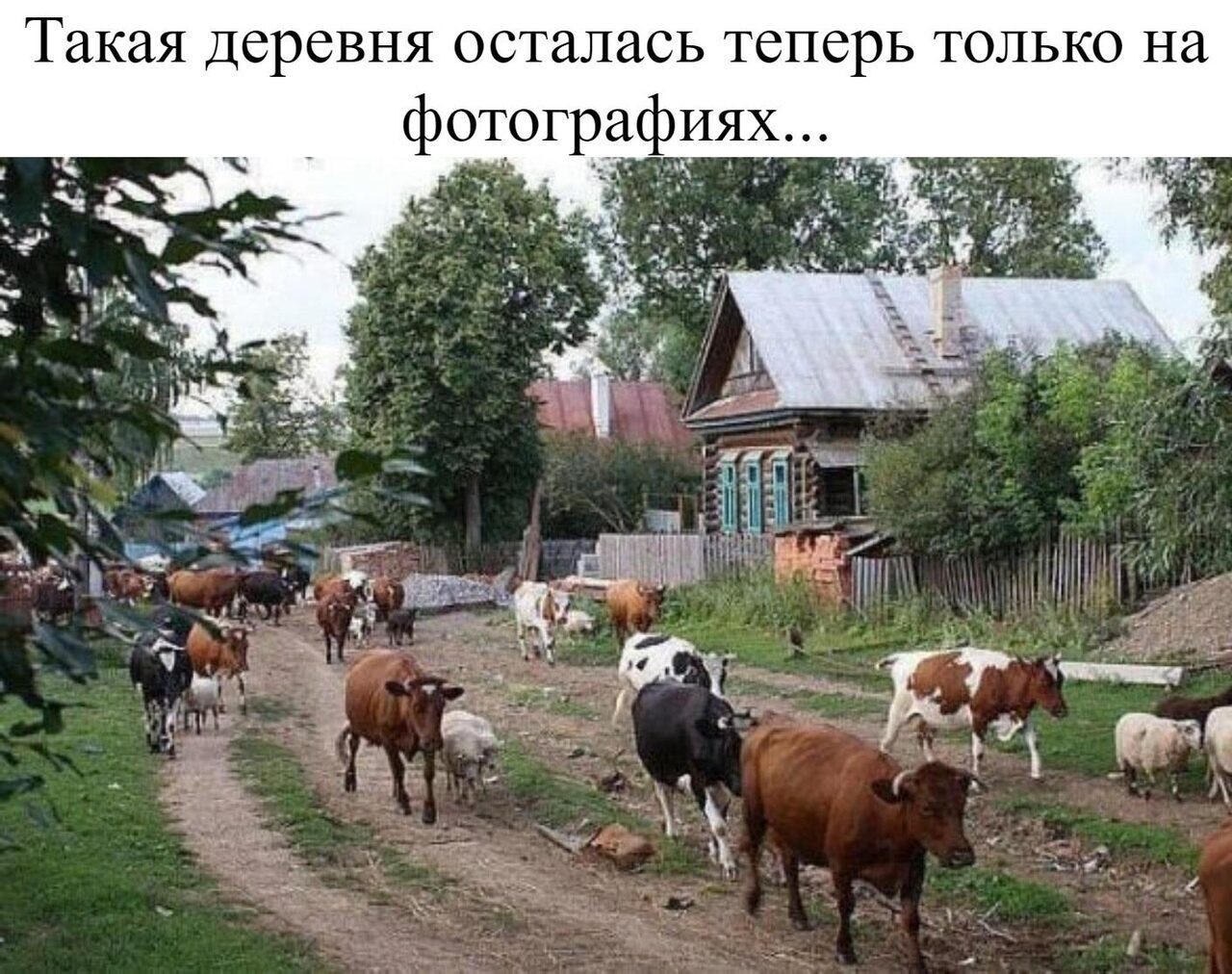 Есть такая деревня фиолетово