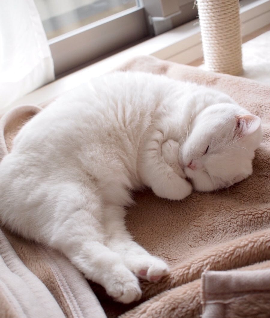 Красивый котенок во сне. Спящий кот. Спящий котэ. Спящие кошки.