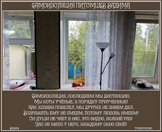 Самоизоляция питомцев Вадима