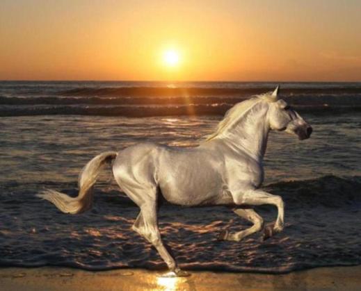 День лошадки