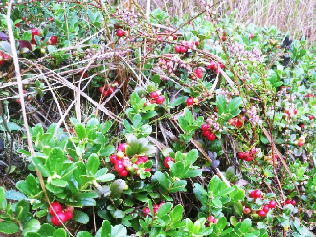 Холодные ночи, прозрачные звезды...