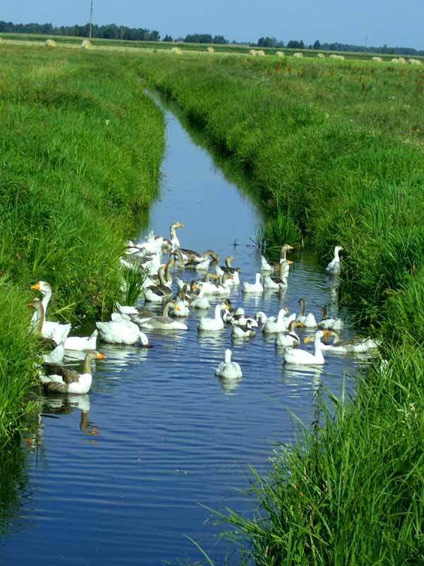 Цвыты собакам чы нужны пуд мордо