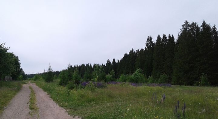 Дороги