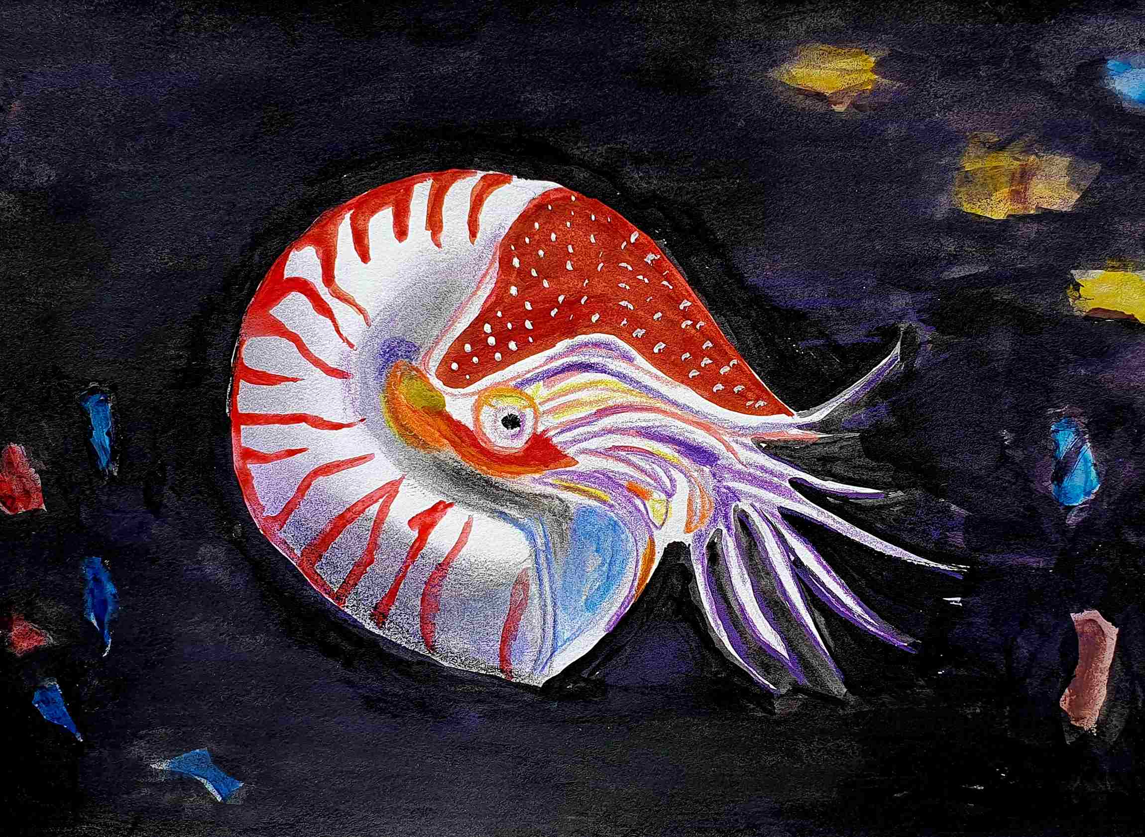 Моллюск наутилус