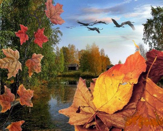 Закуталась осень в туман