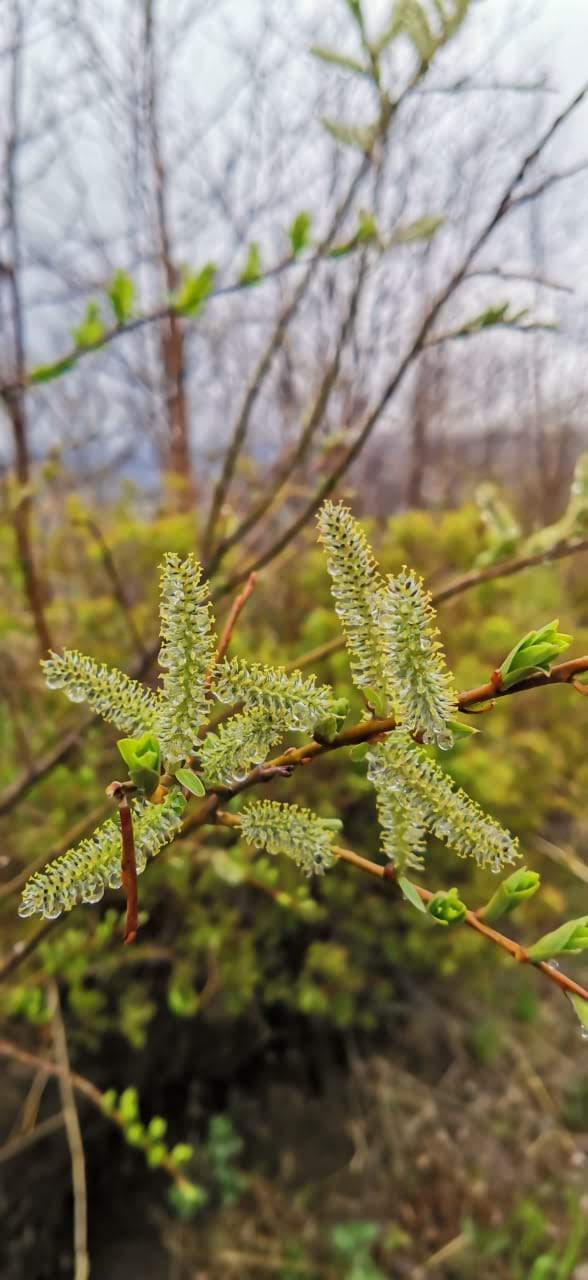 Никольская