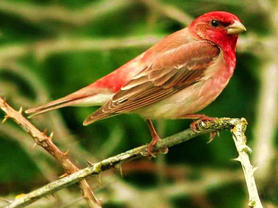 Кавалер на славу