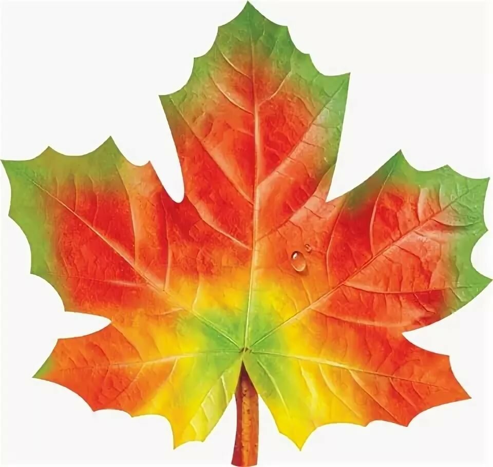 Звук листьев для детей. Осенние листья. Осенние листочки. Кленовый лист. Красивые осенние листочки.