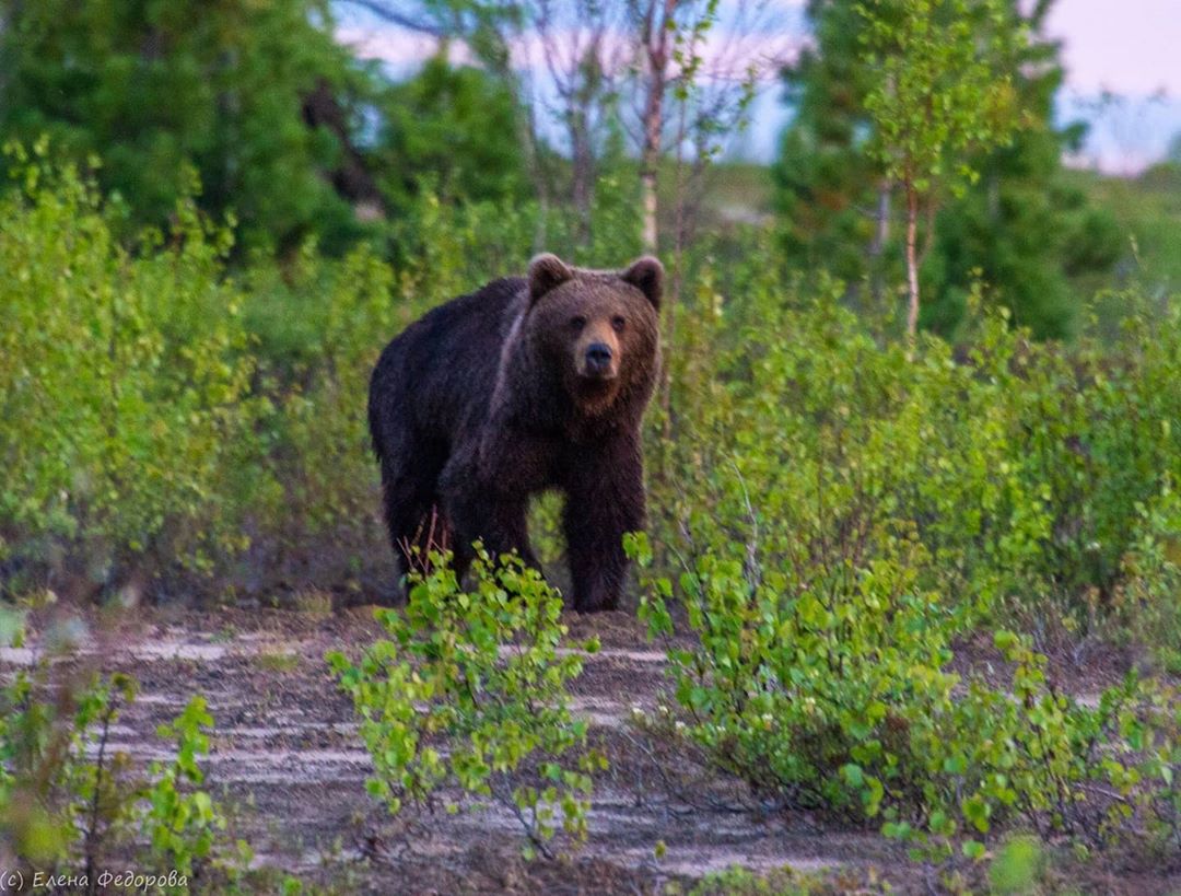 Статуэтка "медведь". Красивый медведь. Бурый медведь. Медведь хищник. Изображение медведя.