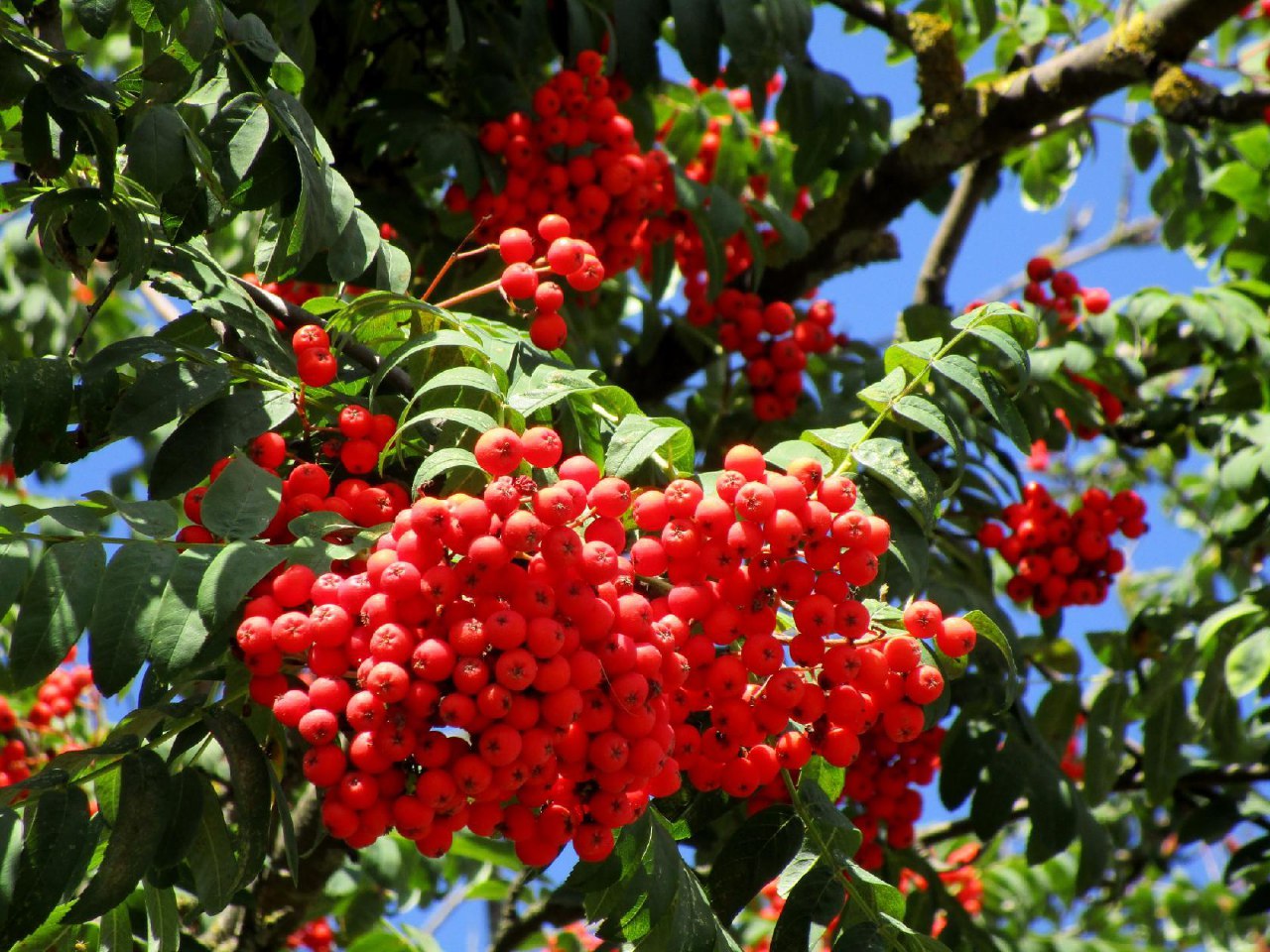 Горит костёр рябиновый