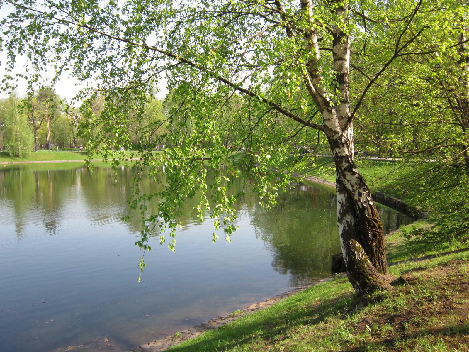 Берёзы, ели, сосны, клёны.