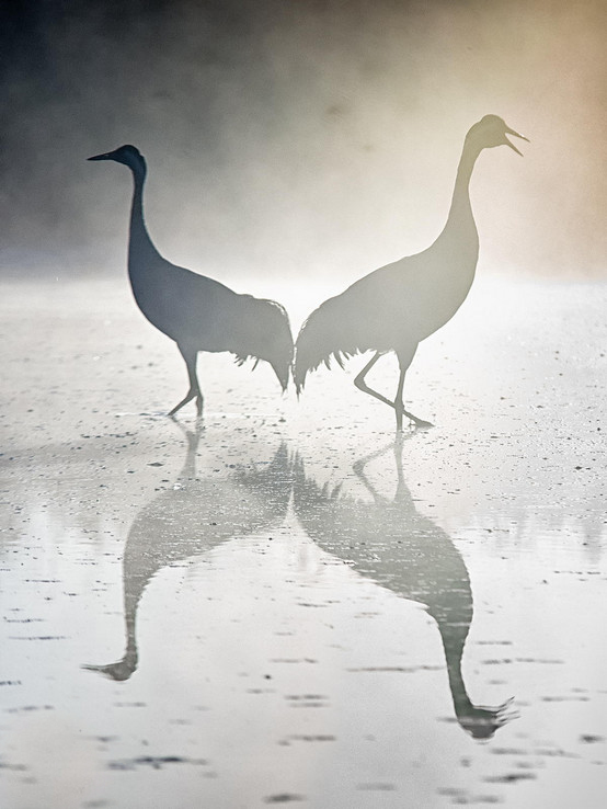 Осень, тоска, журавли