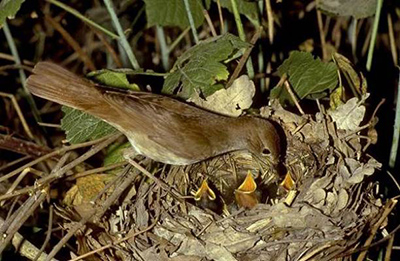 И в тропических пальмах он - гость...