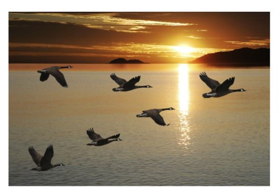 А за окном кричали журавли