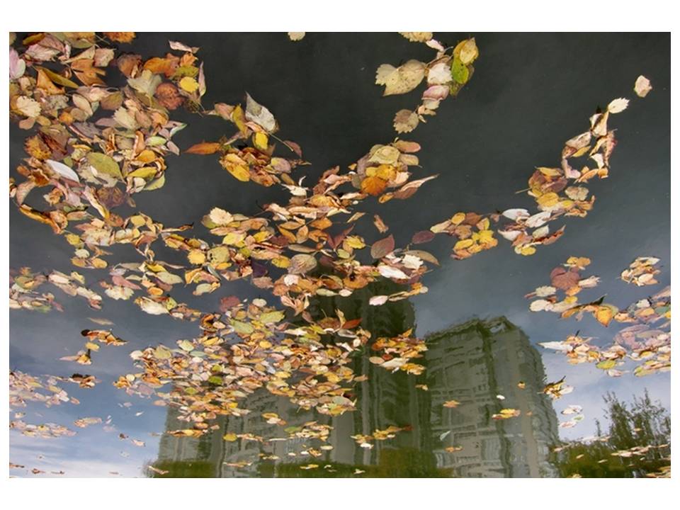 Ветер уносит листья. Листья кружатся в воздухе. Лист на ветру. Осень ветер. Листопад сильный ветер.