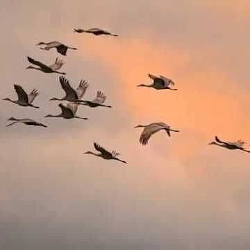 Вернуться к нам журавли