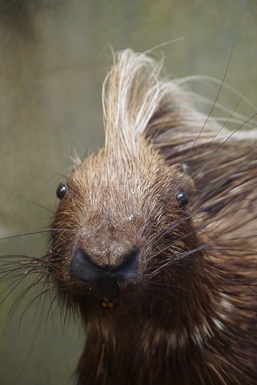 Animals and pets, Weird animals, Mammals