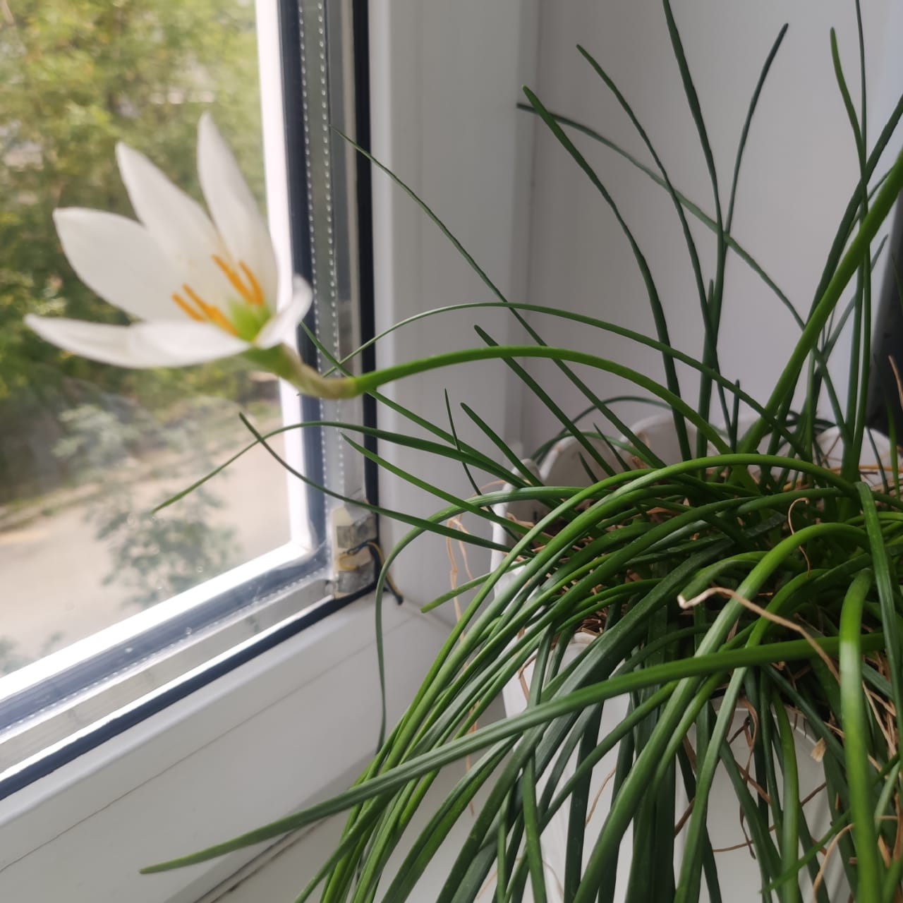 Частички души