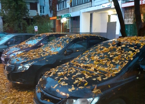 Разбросала осень листья