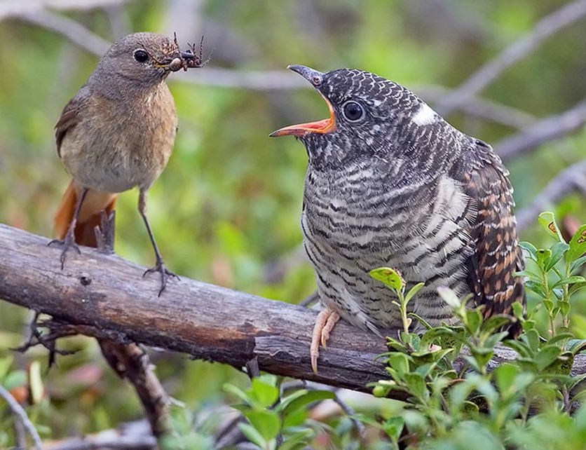 Хитрая кукушка