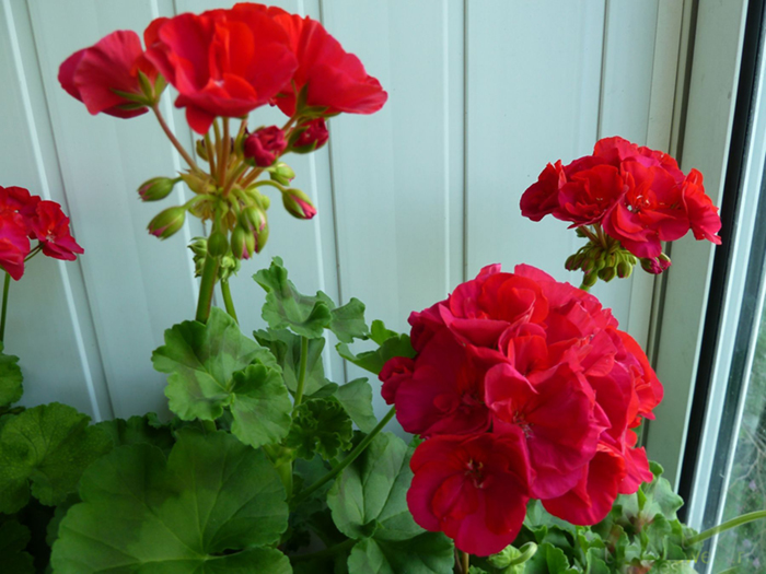 Дом засыпает, присев на дорожку...