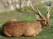 Алфавит детский. Буква С. Свиной олень