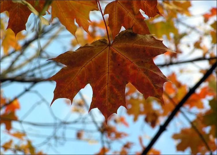 Голосование. Конкурс ассоциаций. До свиданья, лето