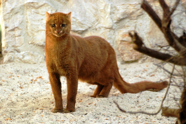 Ягуарунди. Алфавит детский. Буква Я. Хищники
