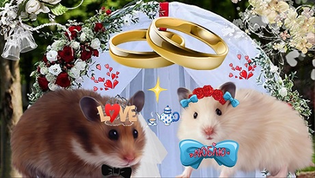 Хомячок и мышка