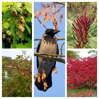 Каркает ворона. Осенняя зарисовка