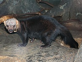 Тайра. Алфавит детский. Буква Т. Хищники