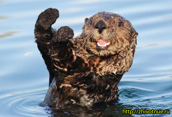 Морской бобр. Алфавит детский. Буква М. Хищники