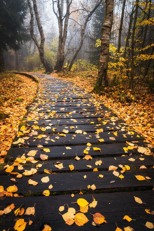 Облетит листва