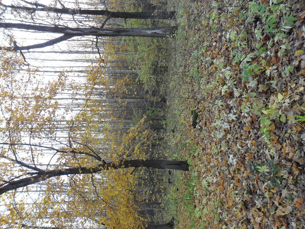 Осень грустная пора!