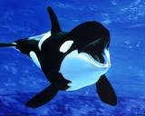 Косатка. Алфавит детский. Буква К. Хищники