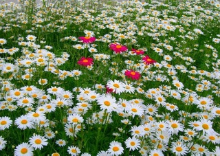 Ты всегда в душе будешь со мной..
