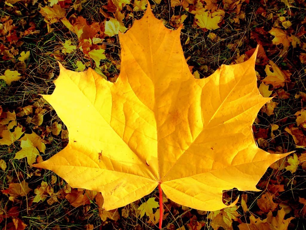 Лист осенний золотист. Кленовый лист желтый. Осенний листок. Осенний кленовый лист. Жёлтый лист осенний.